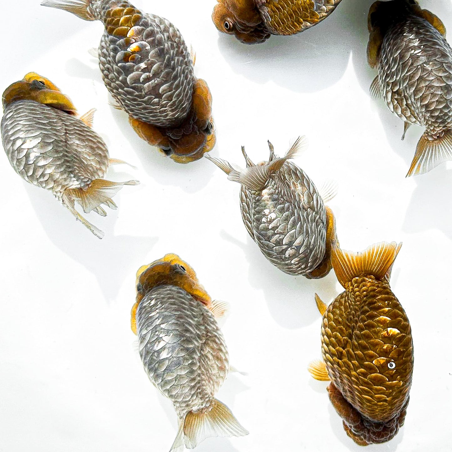 Chocolate Scale Ranchu Goldfish | Ultra Rare