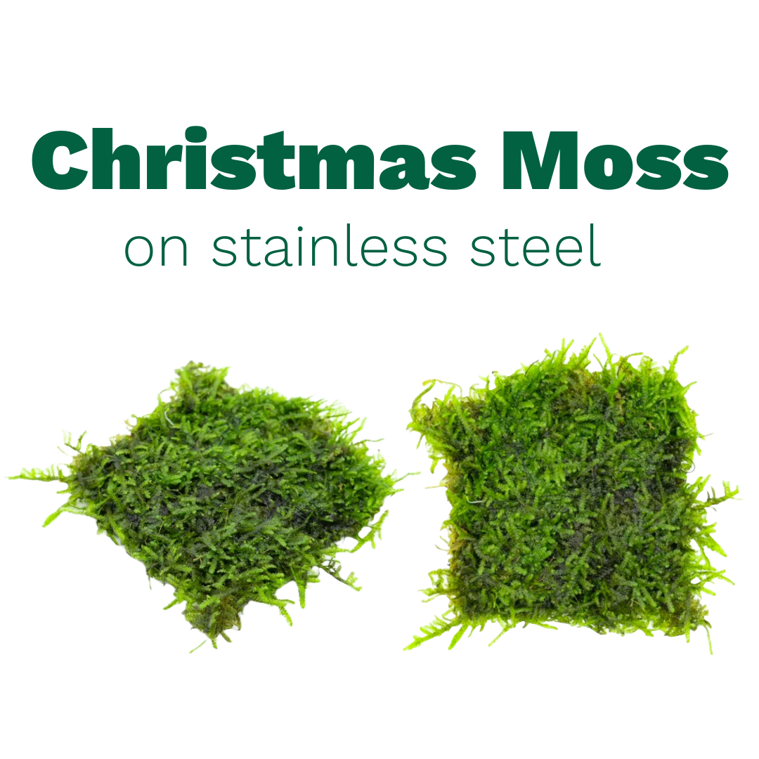 Christmas Moss on Stainless Steel