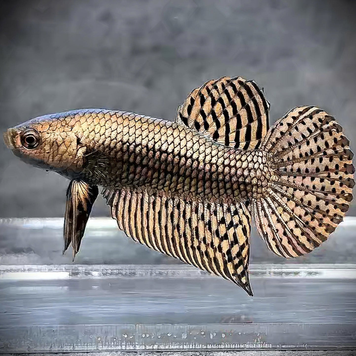 Wild Alien Copper Male Betta Fish