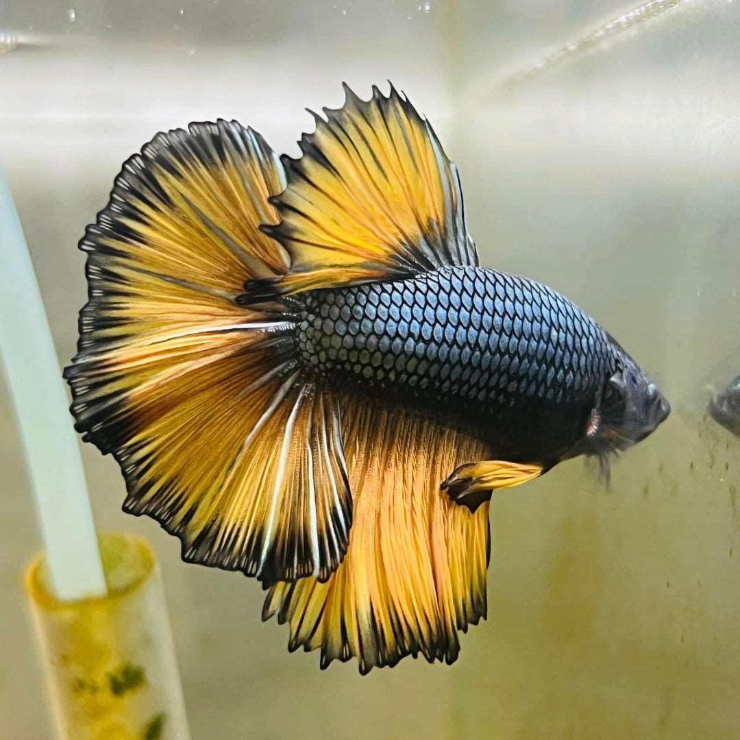 Copper Gas Halfmoon Male Betta Fish