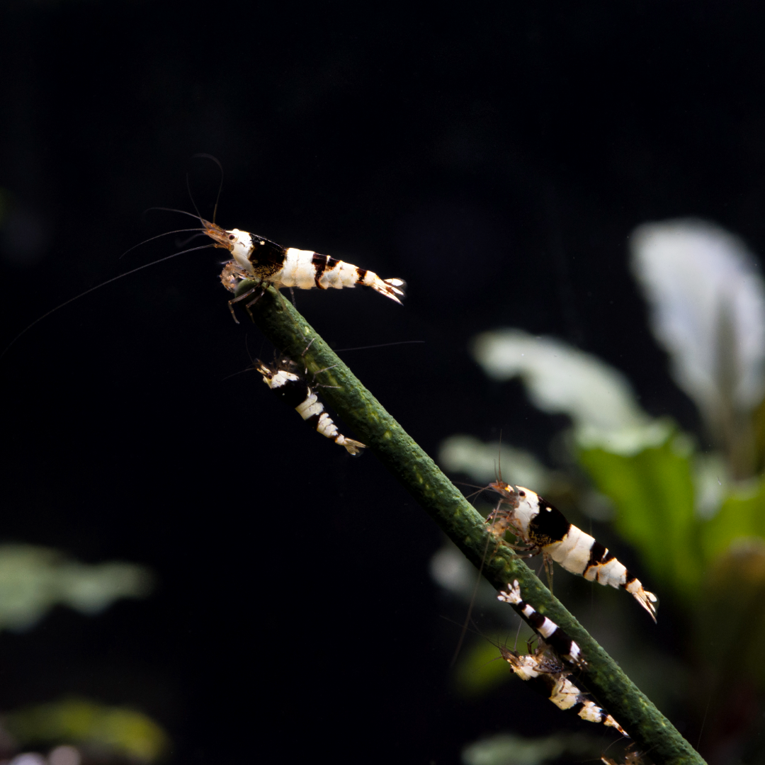Crystal Black Caridina Shrimp