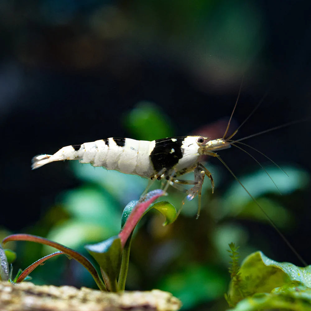 Crystal Black Caridina Shrimp