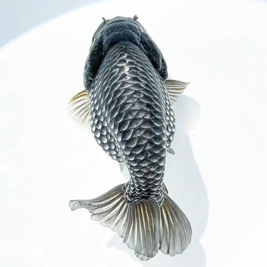 Dragon Scale Ranchu Goldfish | Exotic Premium