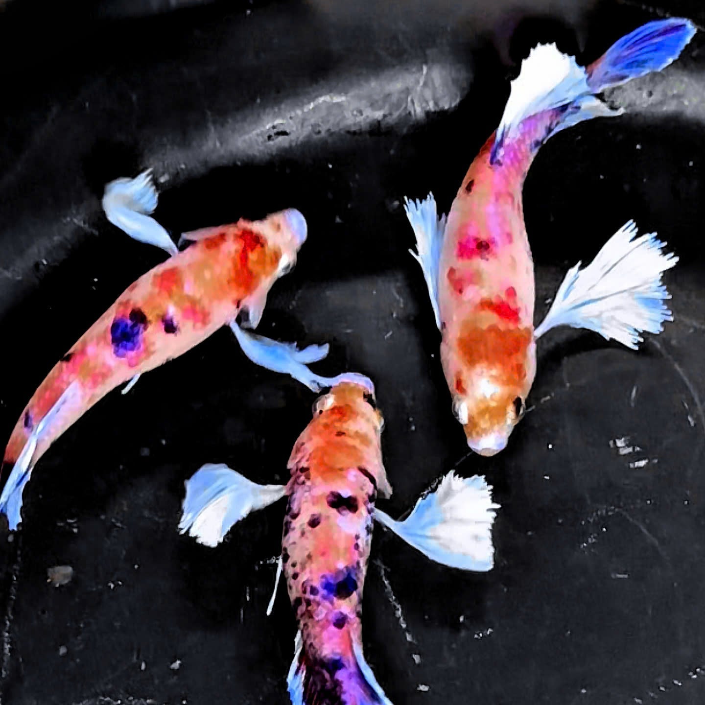 Dumbo Nemo Female Betta Fish