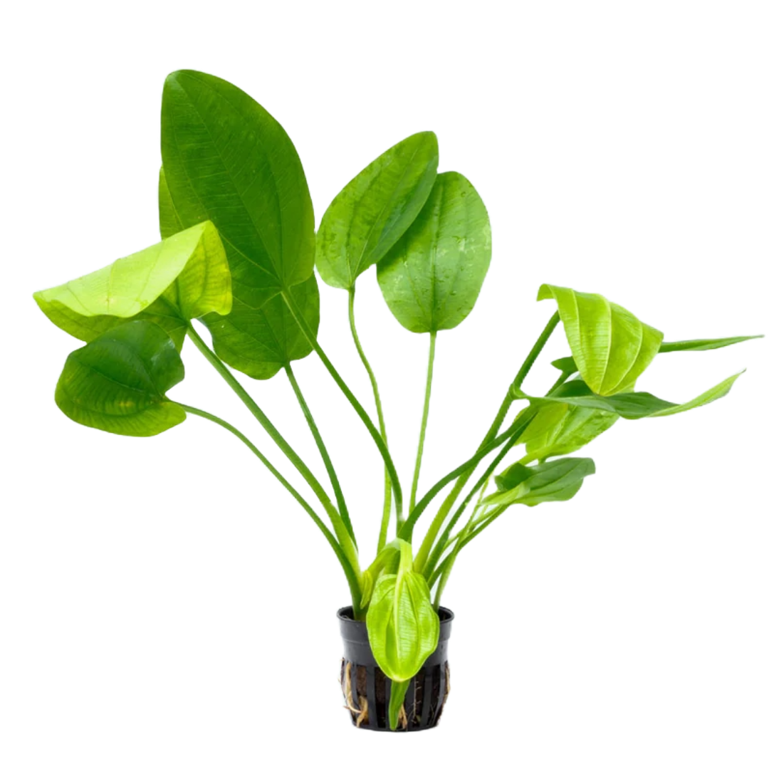 Echinodorus Ascherianus