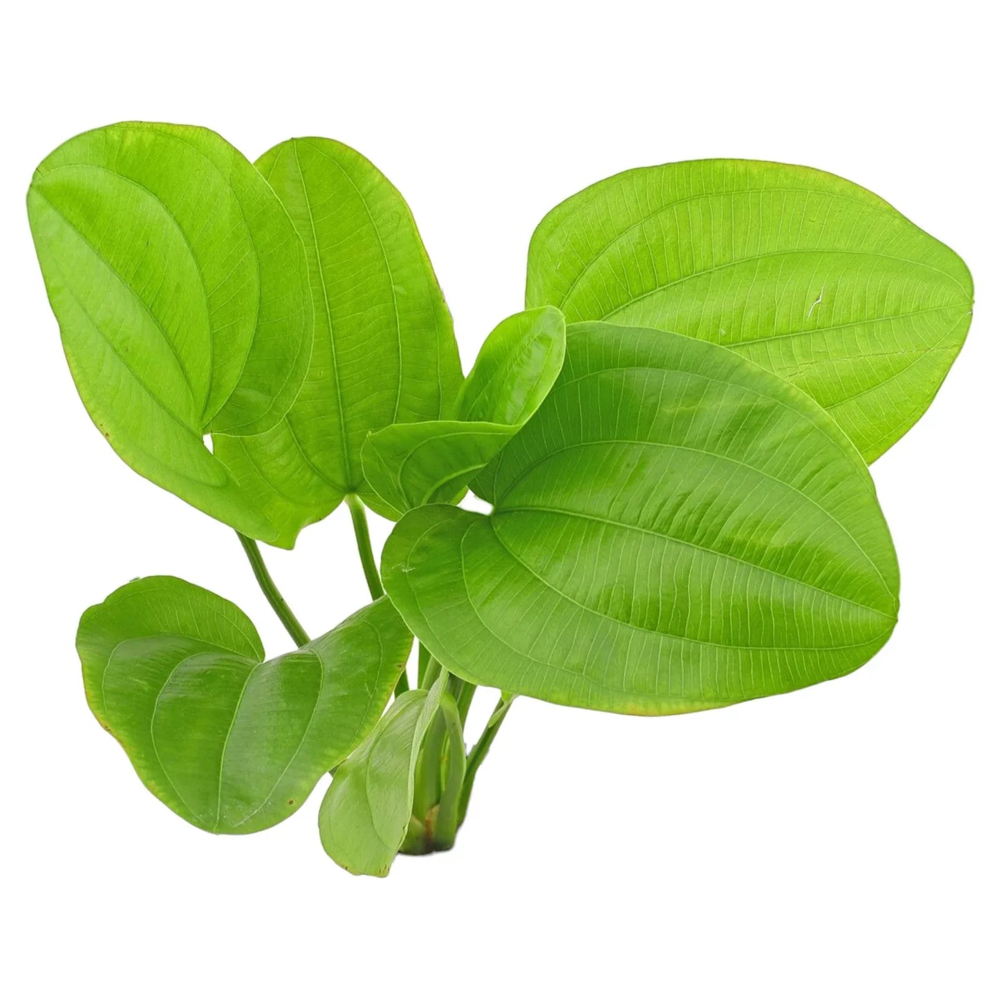 Echinodorus Ascherianus