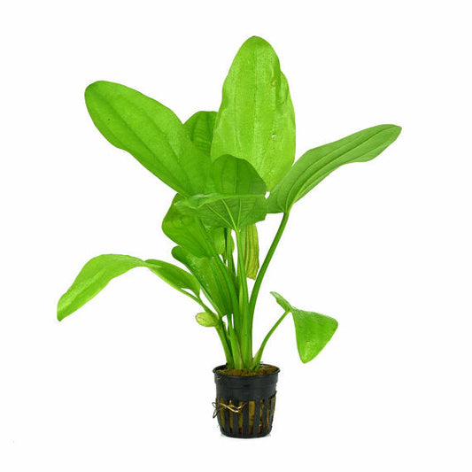 Echinodorus Grandifolius