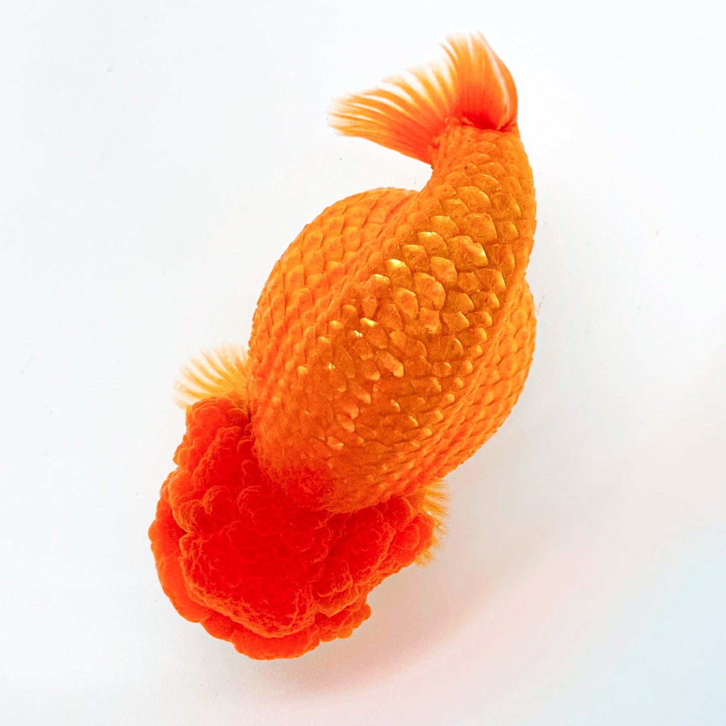 Full Scale Ranchu Goldfish | Grower Pick