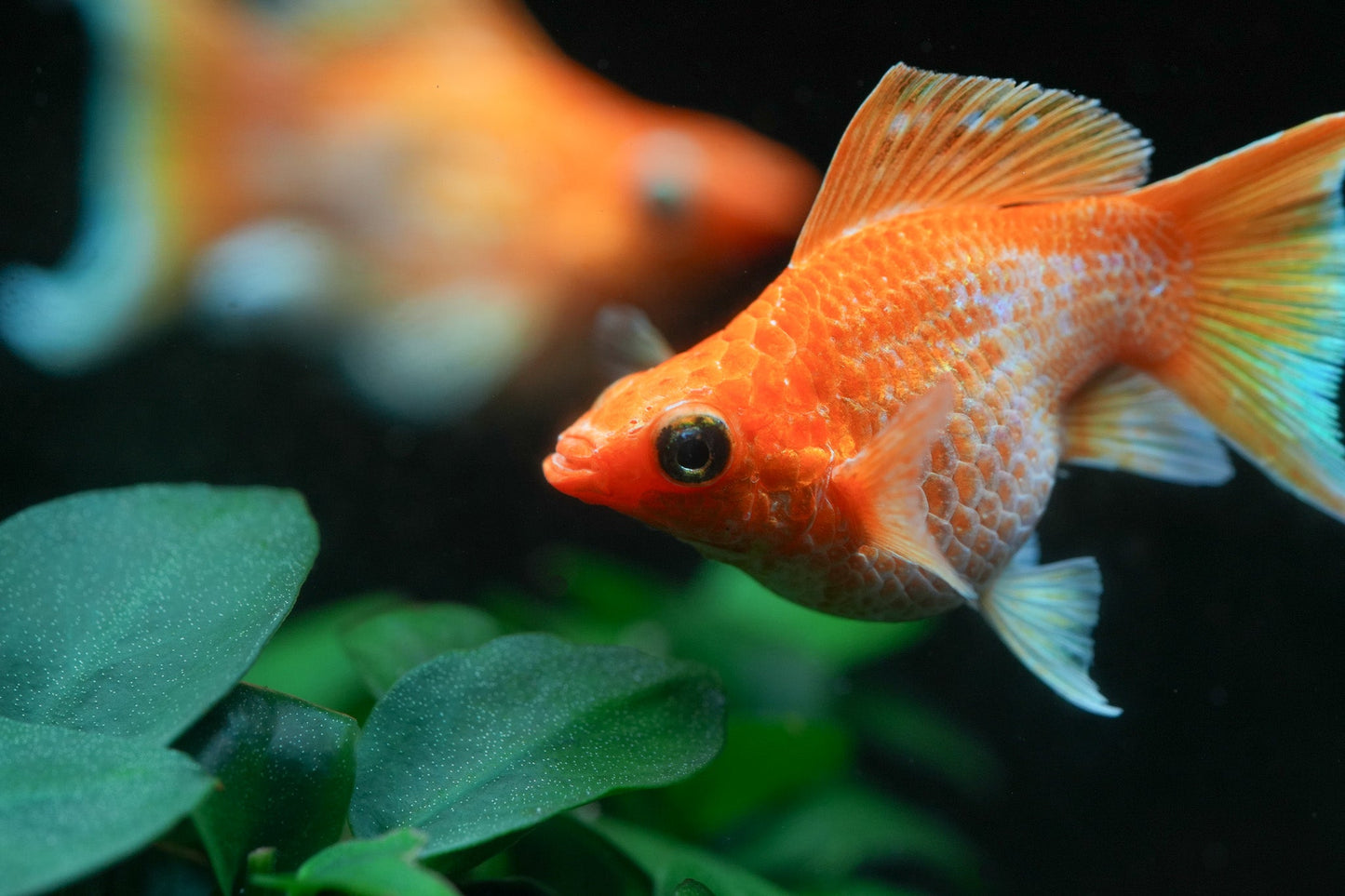 Golden Balloon Lyretail Molly Fish