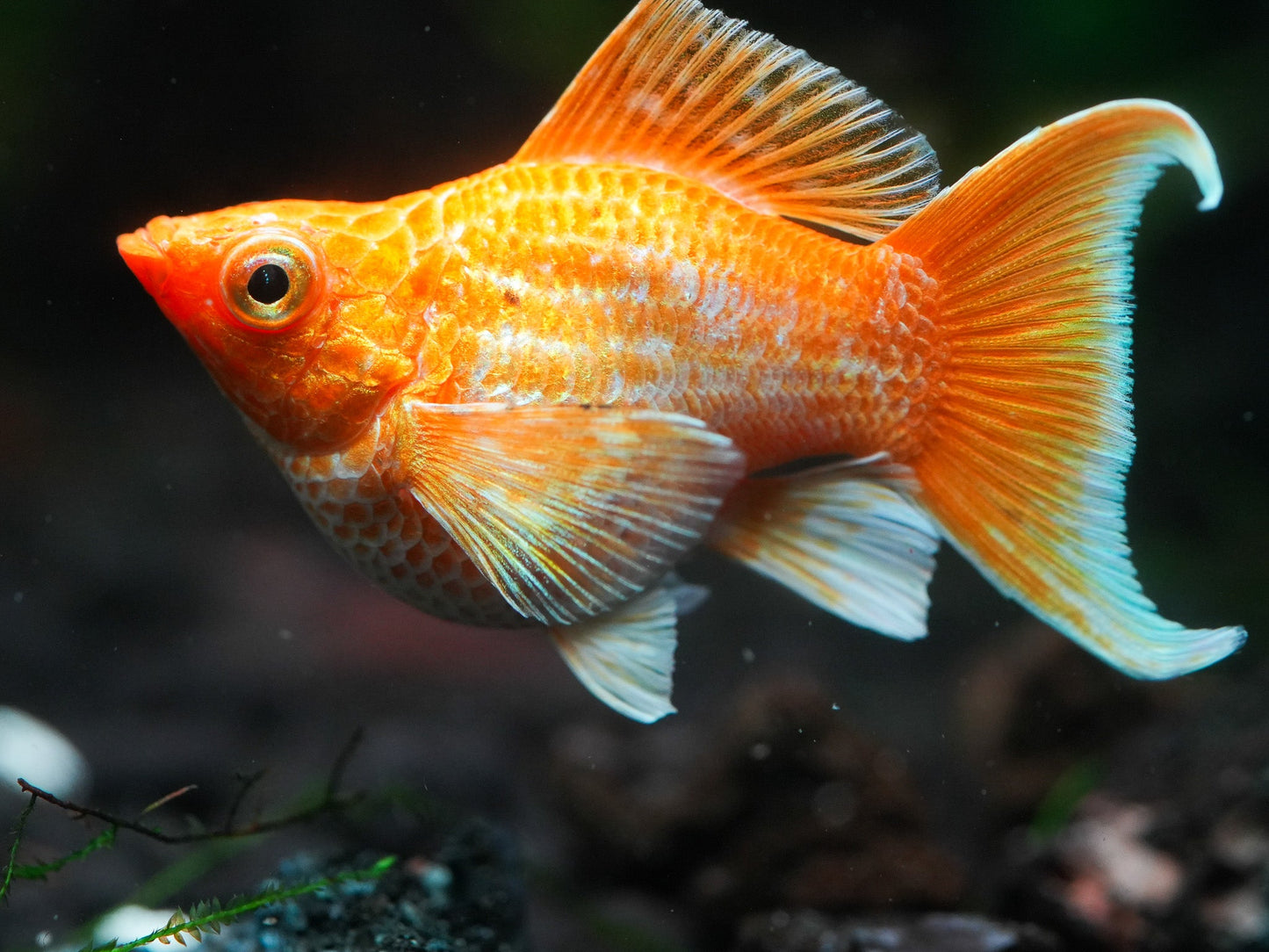Golden Balloon Lyretail Molly Fish