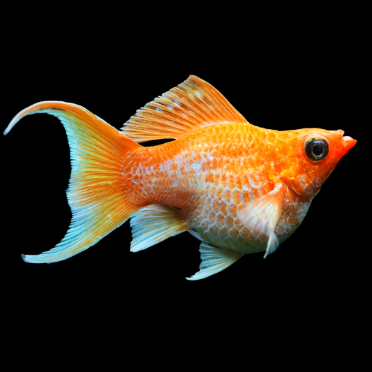 Golden Balloon Lyretail Molly Fish