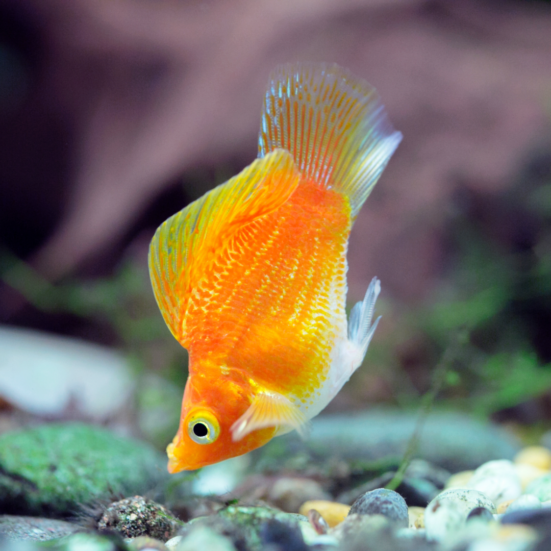 Golden Balloon Molly Fish | Round Tail, Black Eyes