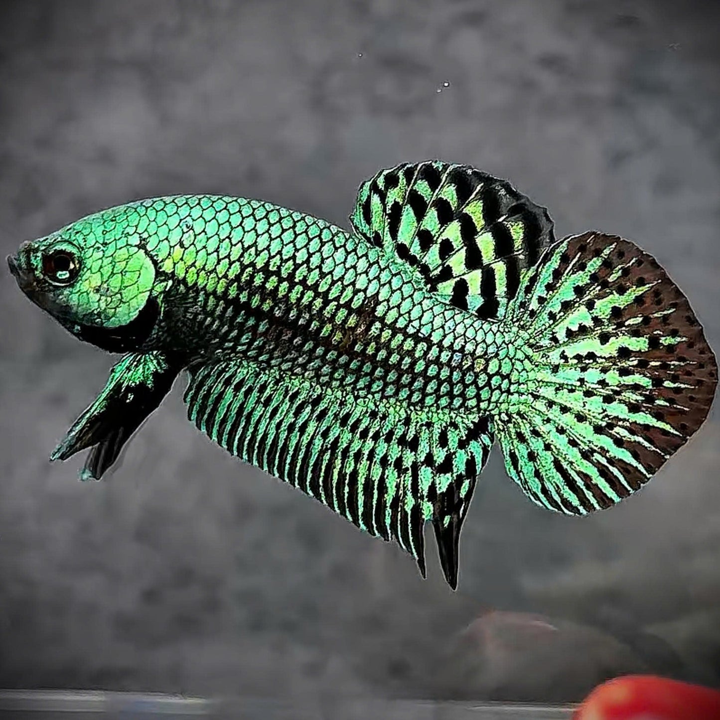 Wild Alien Green Male Betta Fish