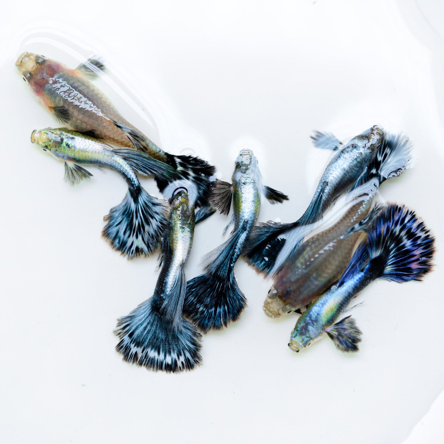 Purple Ivory Mosaic Guppy Fish