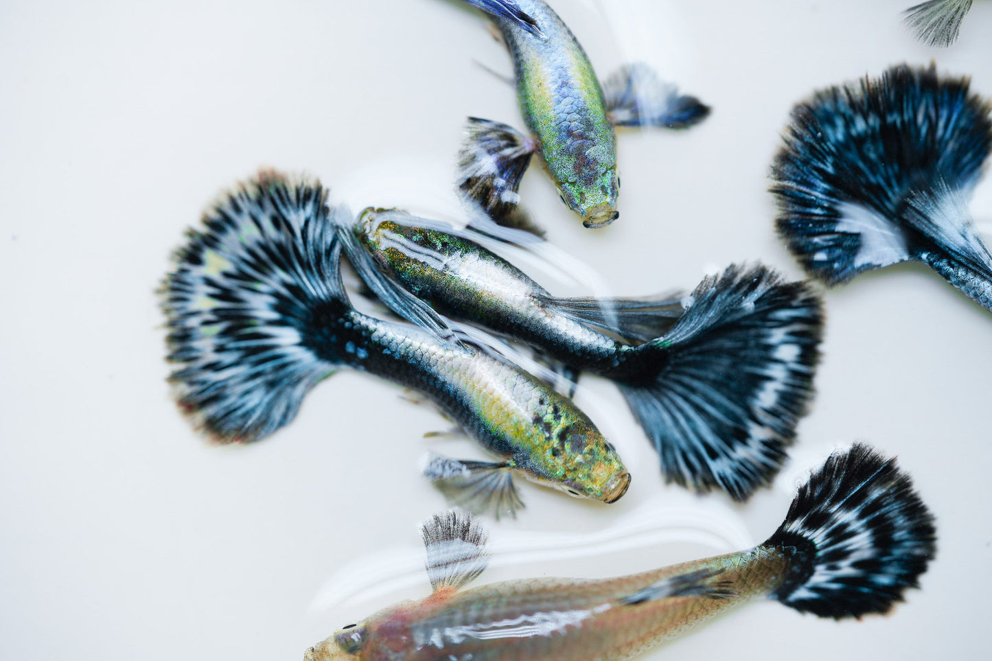 Purple Ivory Mosaic Guppy Fish