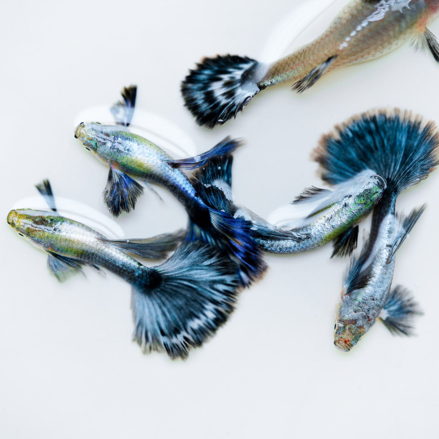 Purple Ivory Mosaic Guppy Fish