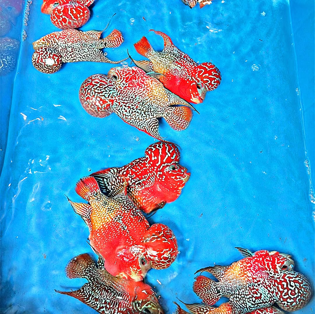 King Kamfa 2 Tone Flowerhorn Cichlid | High Grade | Grower Pick
