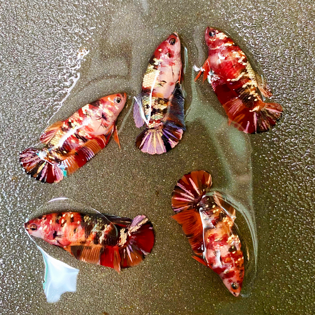 Koi Nemo Copper Female Betta Fish