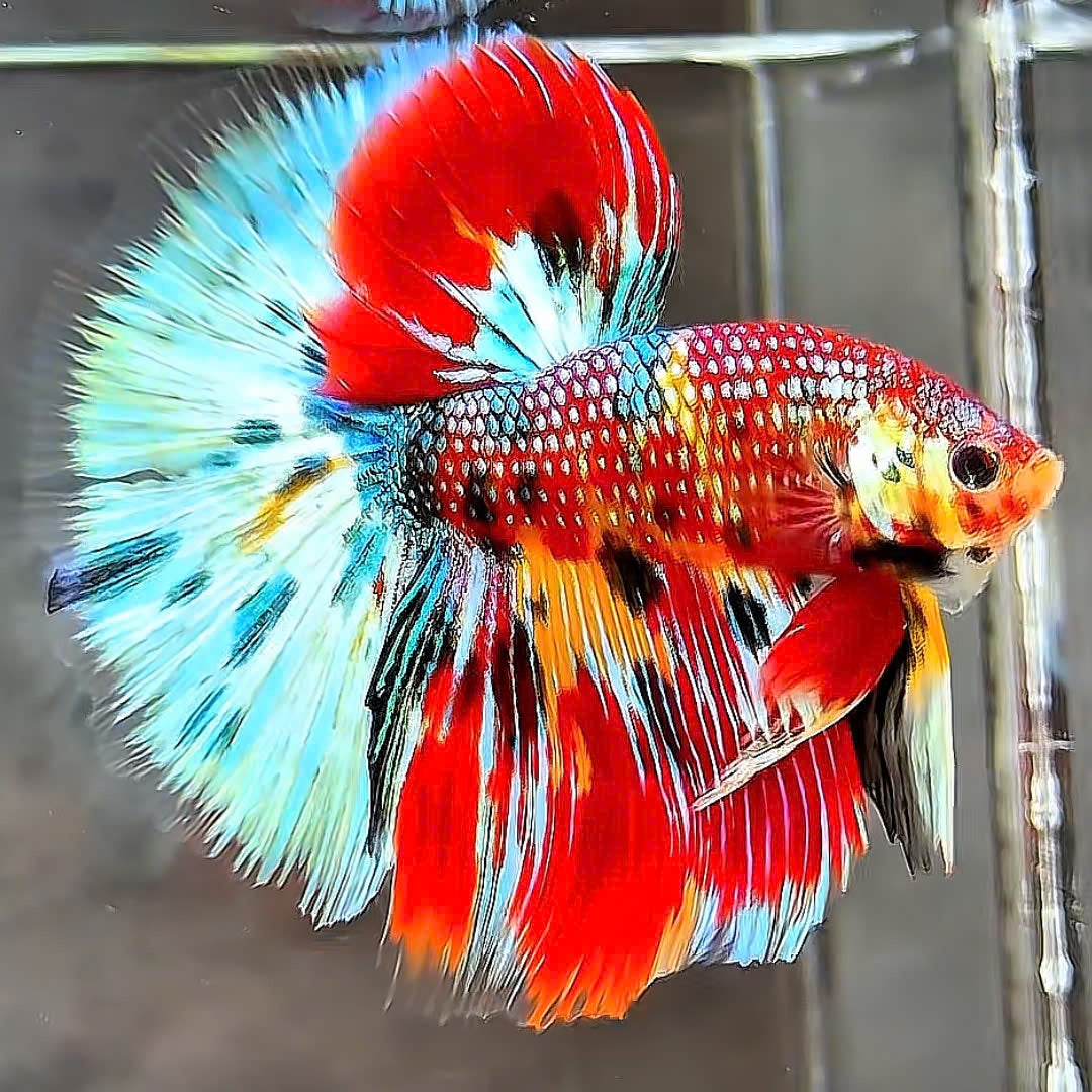 Mix Galaxy Halfmoon Male Betta Fish High Grade | Buy 4 Get 1 Free | Mystery Betta