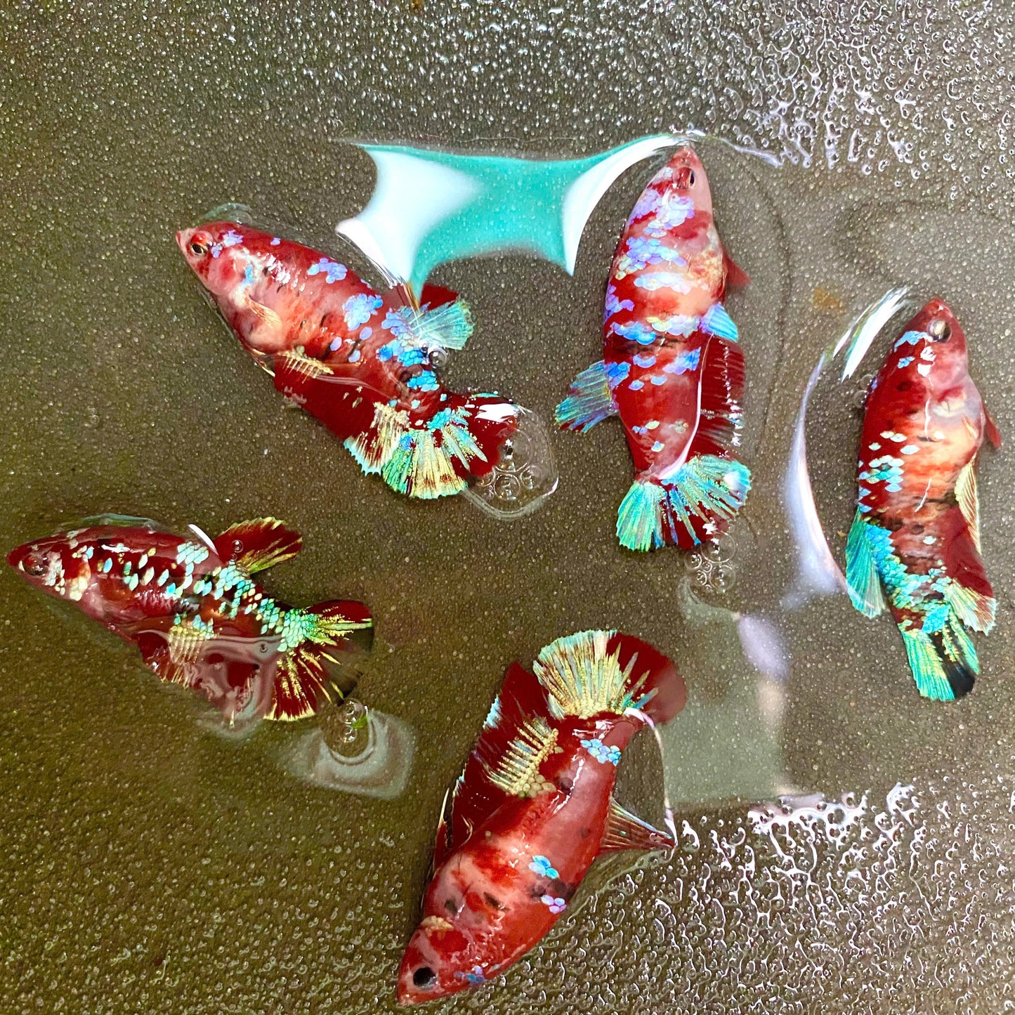 Female Betta Fish Koi Red Galaxy Plakat