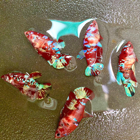 Female Betta Fish Koi Red Galaxy Plakat