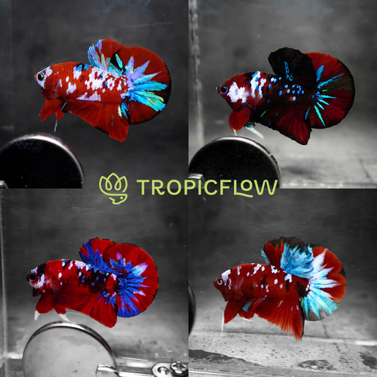 Koi Red Galaxy Male Betta Fish High Grade | Buy 4 Get 1 Free | Mystery Betta