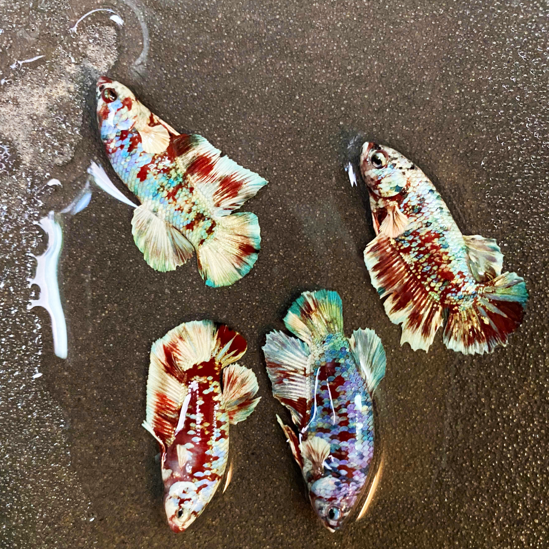 Koi Red Gold Coat Female Betta Fish | Premium Betta