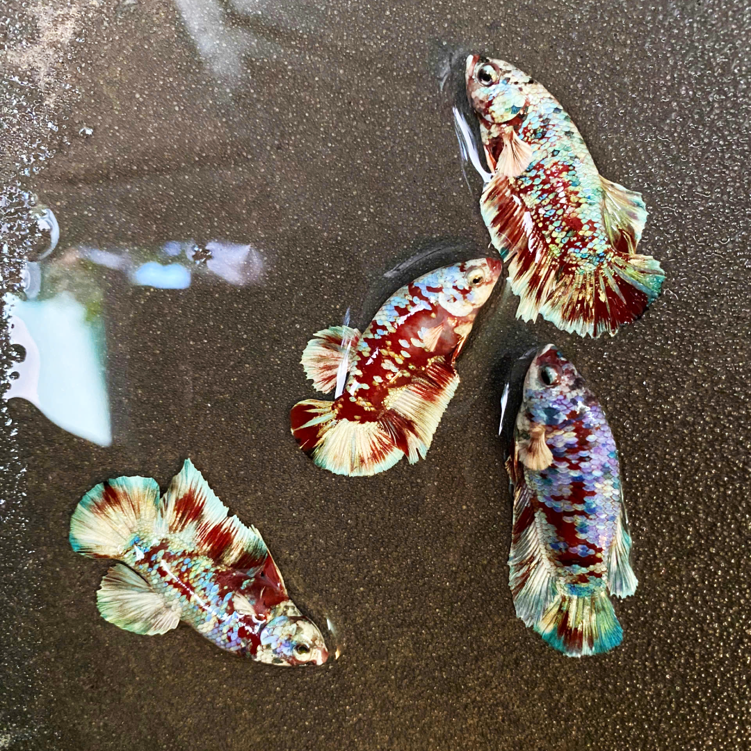 Koi Red Gold Coat Female Betta Fish | Premium Betta