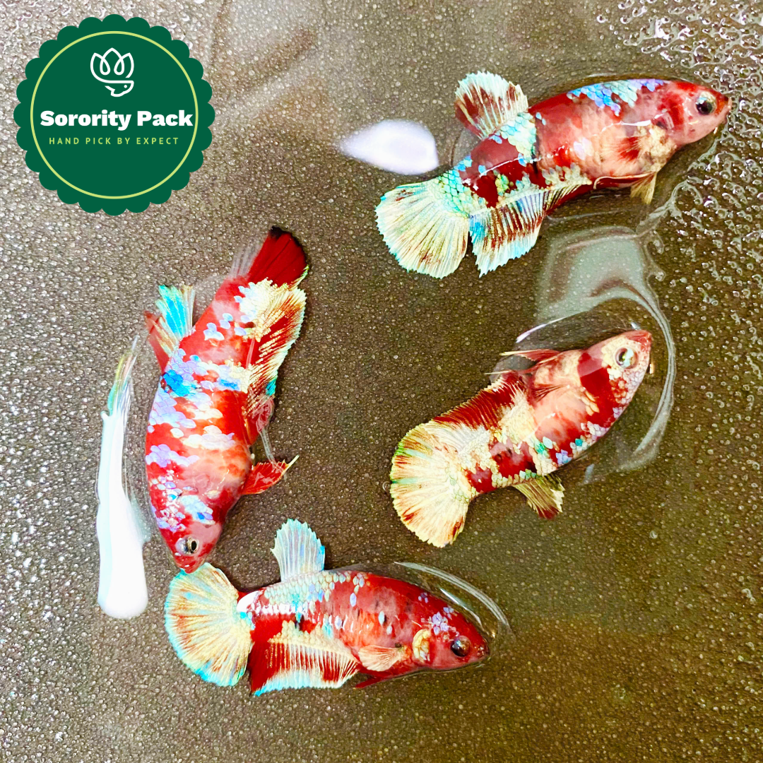 Koi Red Gold Female Betta Fish Sorority Pack