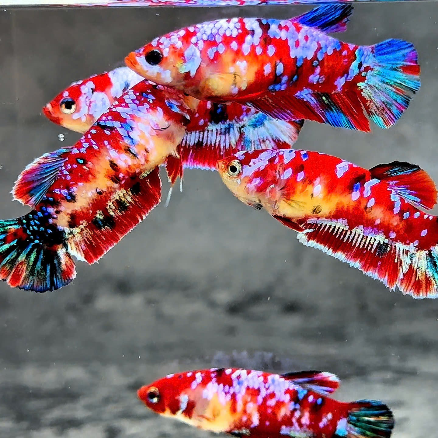 Koi Red Galaxy Star Dot Female Betta Fish