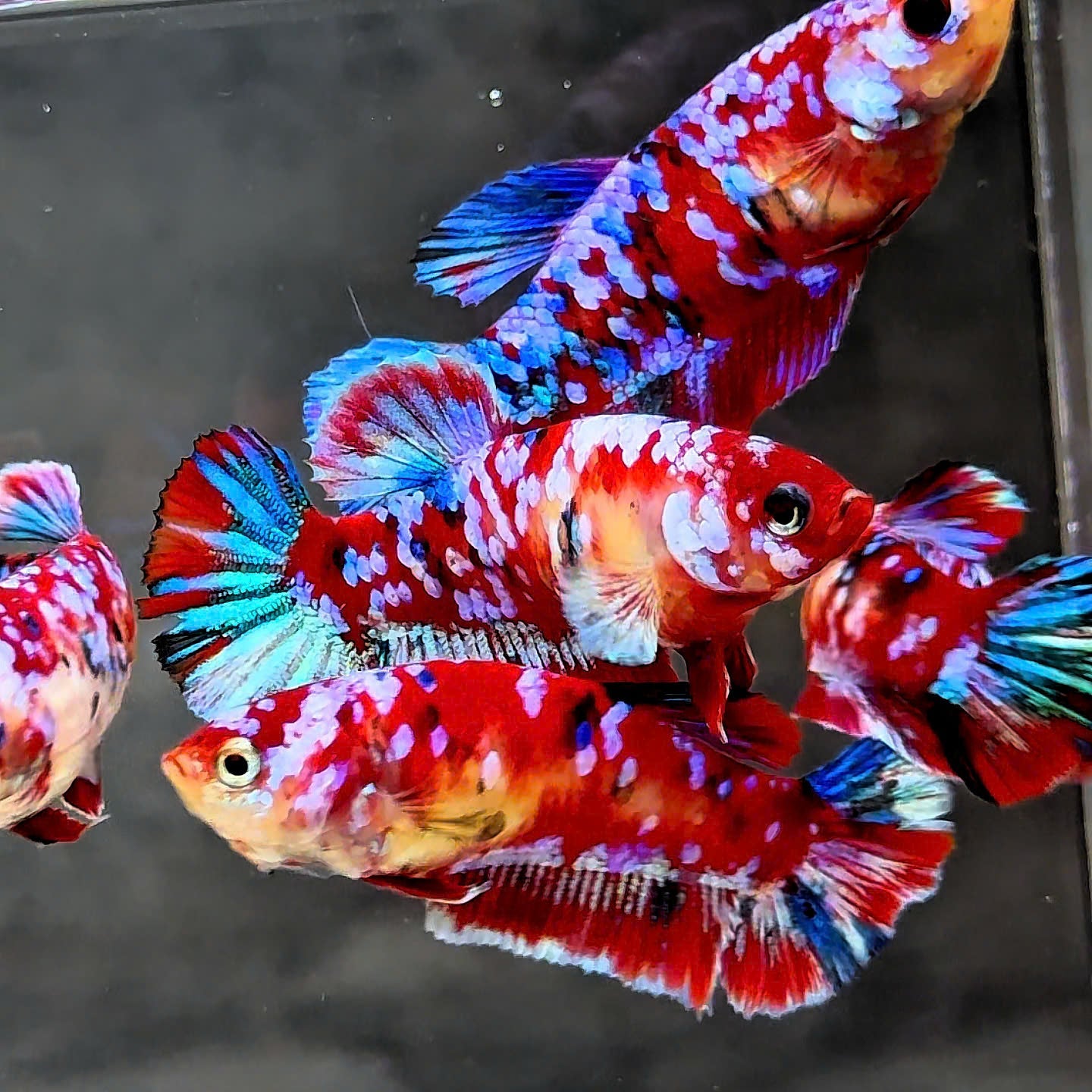 Koi Red Galaxy Star Dot Female Betta Fish