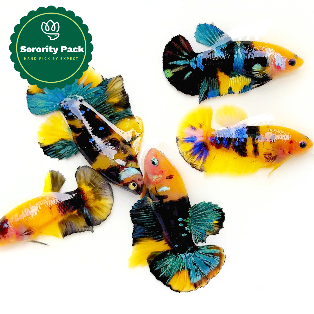 Koi Yellow Black Base Female Betta Fish Sorority | Successful Sorority Pack
