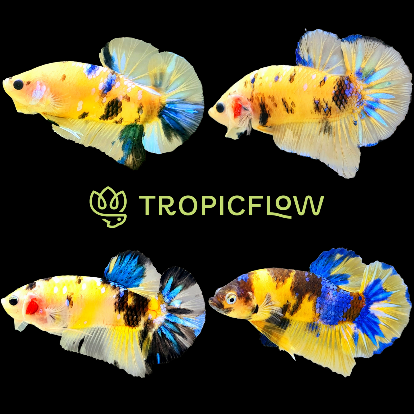 Koi Yellow Galaxy Male Plakat Betta Fish | High Grade | Mystery Betta