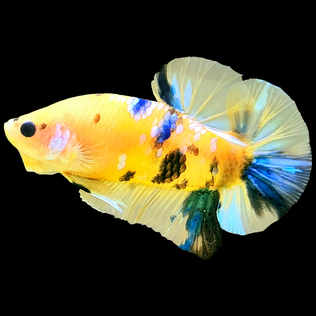 Koi Yellow Galaxy Male Plakat Betta Fish | High Grade | Mystery Betta