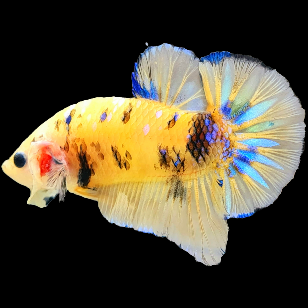 Koi Yellow Galaxy Male Plakat Betta Fish | High Grade | Mystery Betta