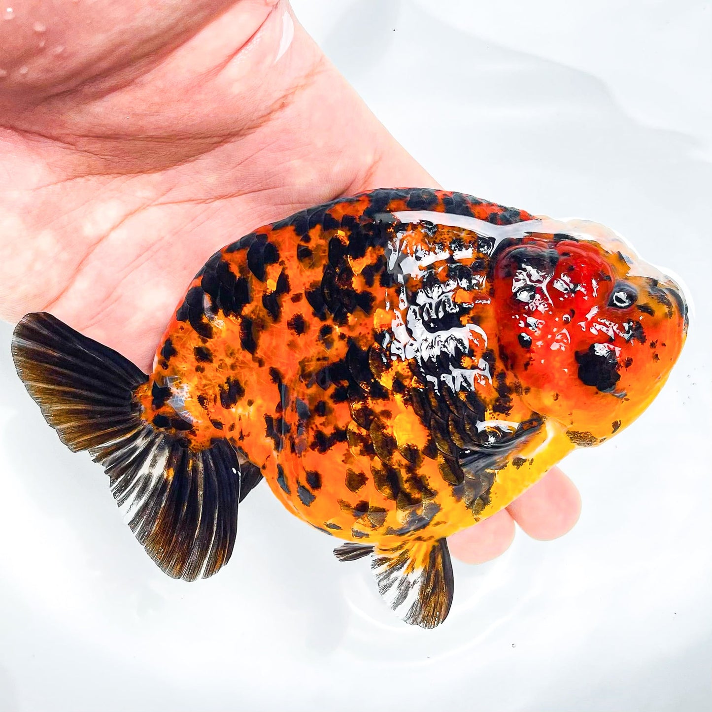 Leopard Calico Ranchu Goldfish | Grower Pick