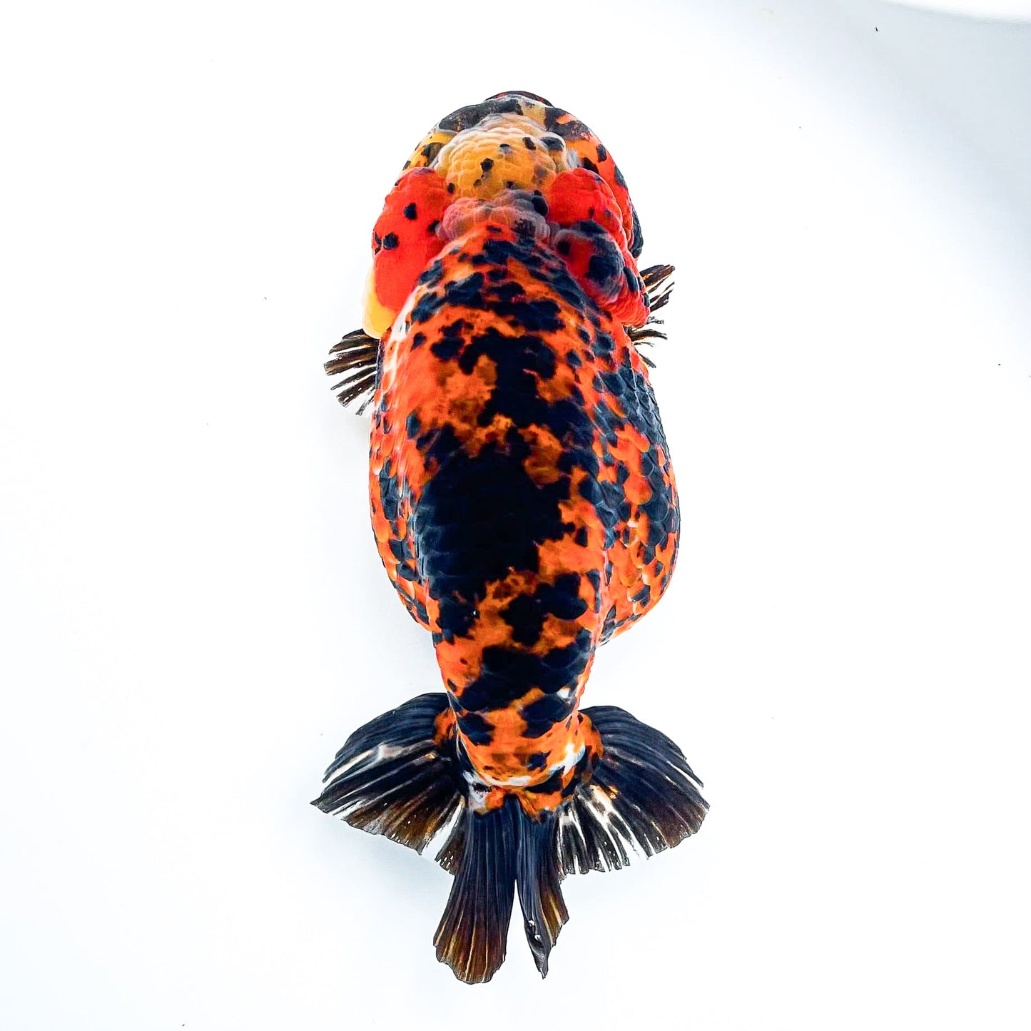 Leopard Calico Ranchu Goldfish | Grower Pick