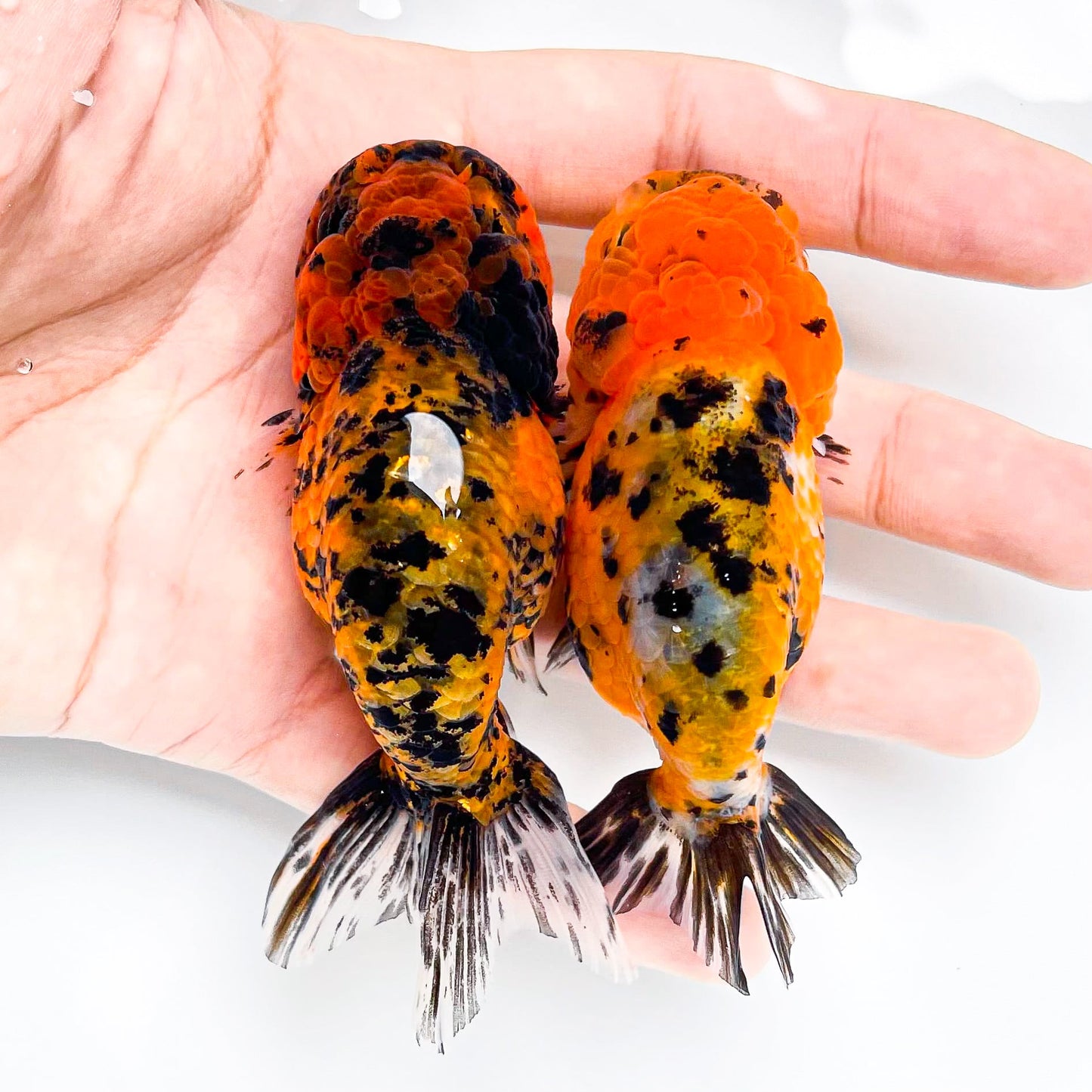 Leopard Calico Ranchu Goldfish | Grower Pick