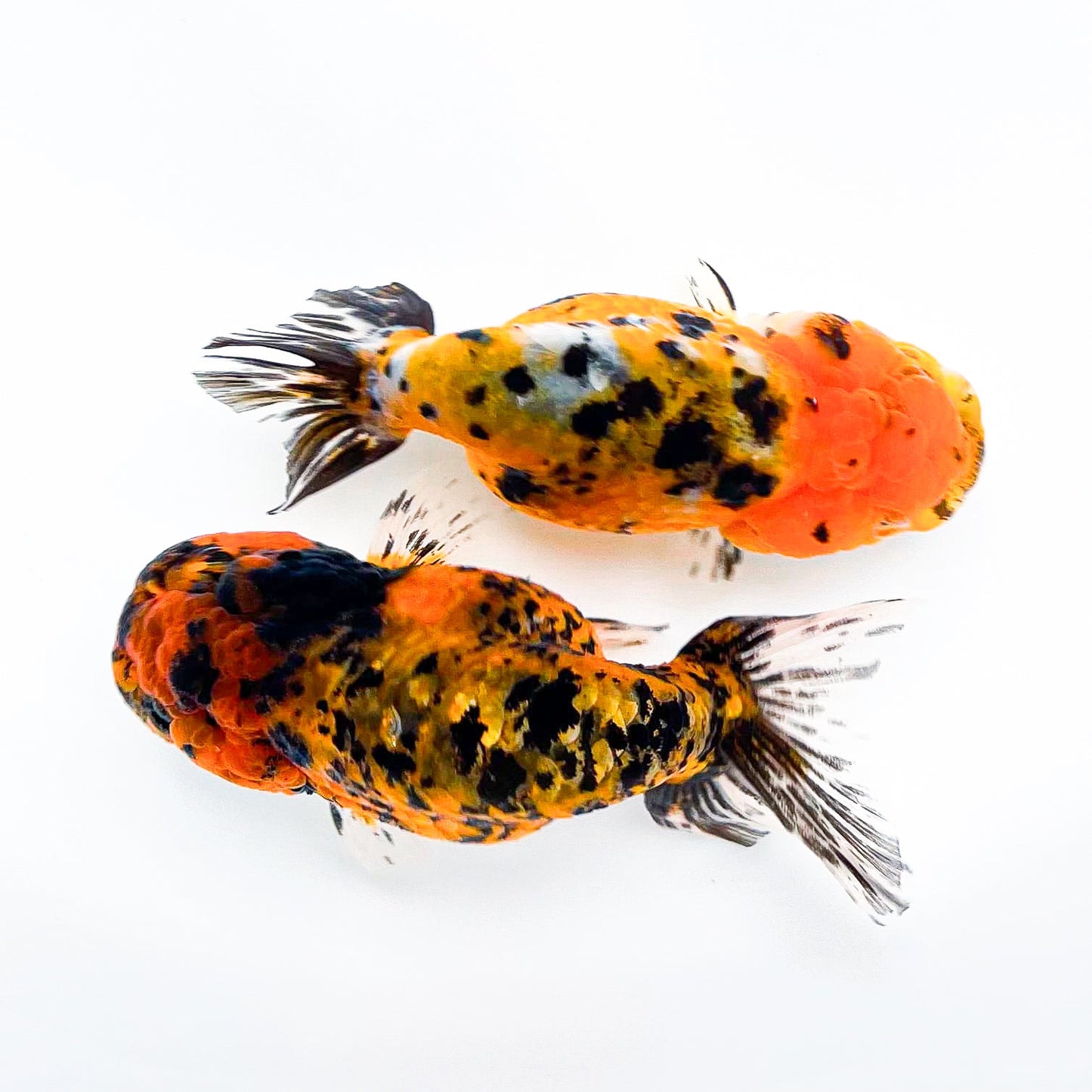 Leopard Calico Ranchu Goldfish | Grower Pick