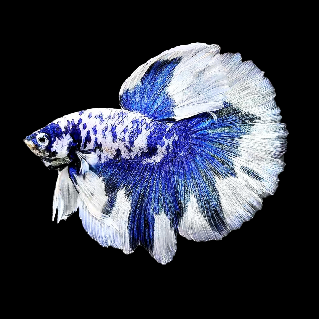 Blue Marble Dot Halfmoon Male Betta Fish | Grower Pick