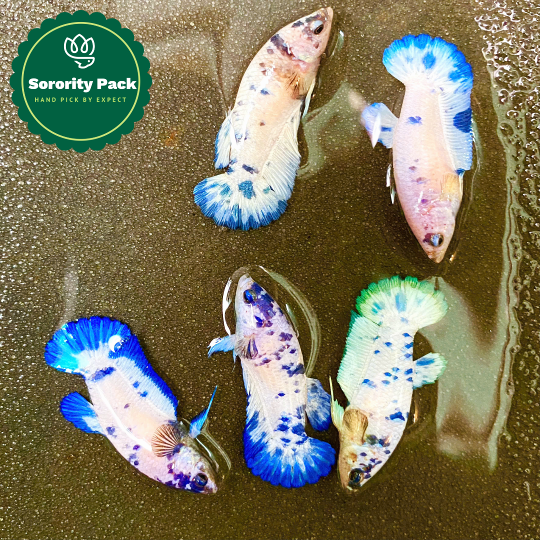 Marble Dot Moo Cow Female Betta Sorority Pack