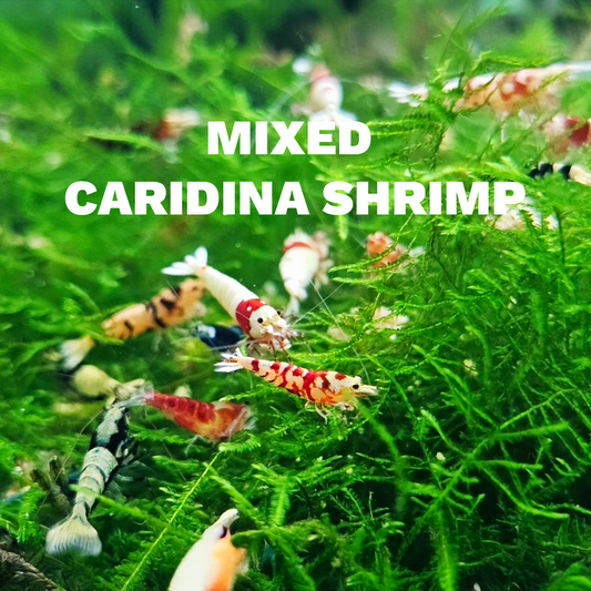Mixed Caridina Shrimp