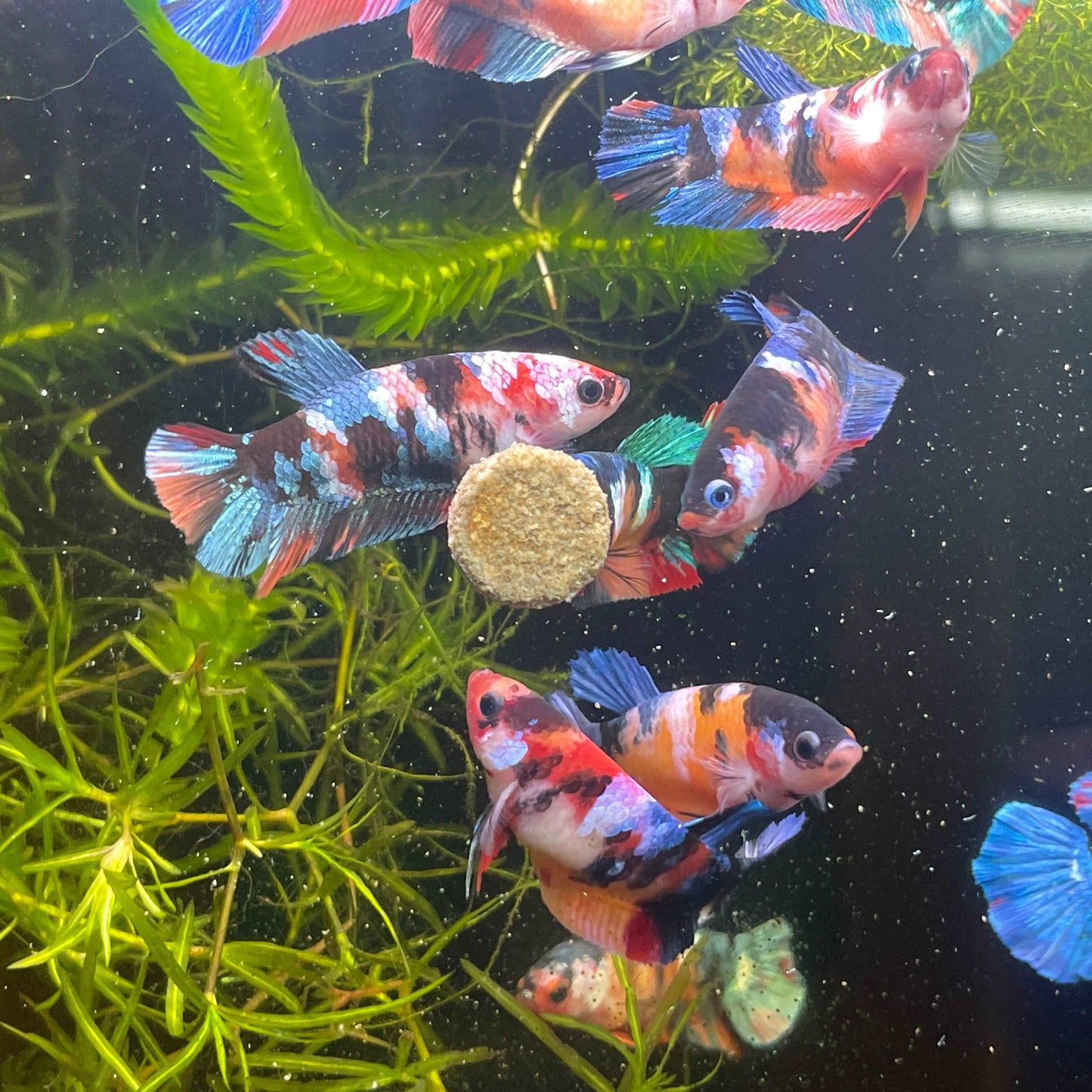 Koi Nemo Black Base Female Betta Fish (Exotic Fish)