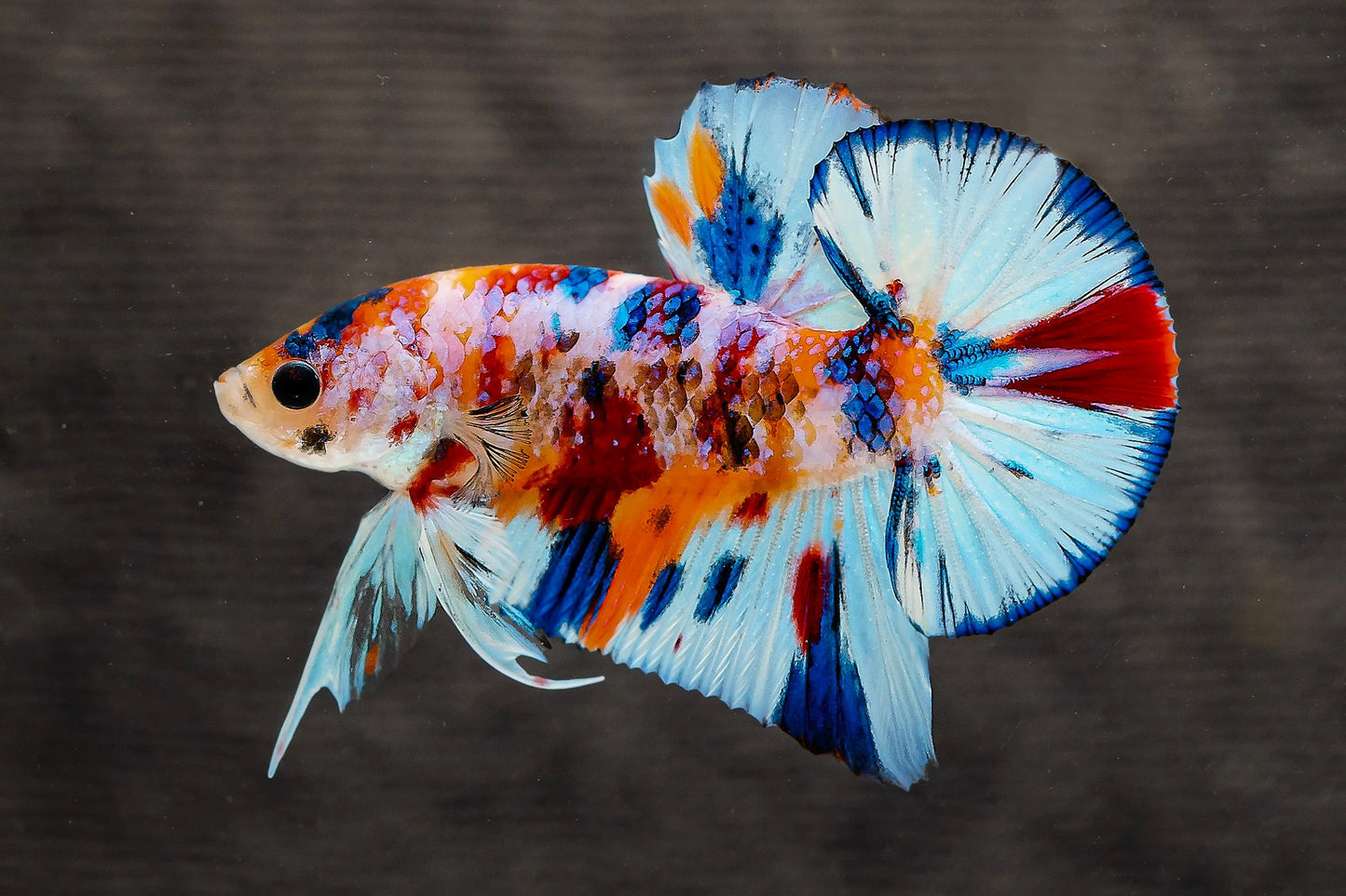 Multicolor Metallic Plakat Male Betta Fish | High Grade | Mystery Betta