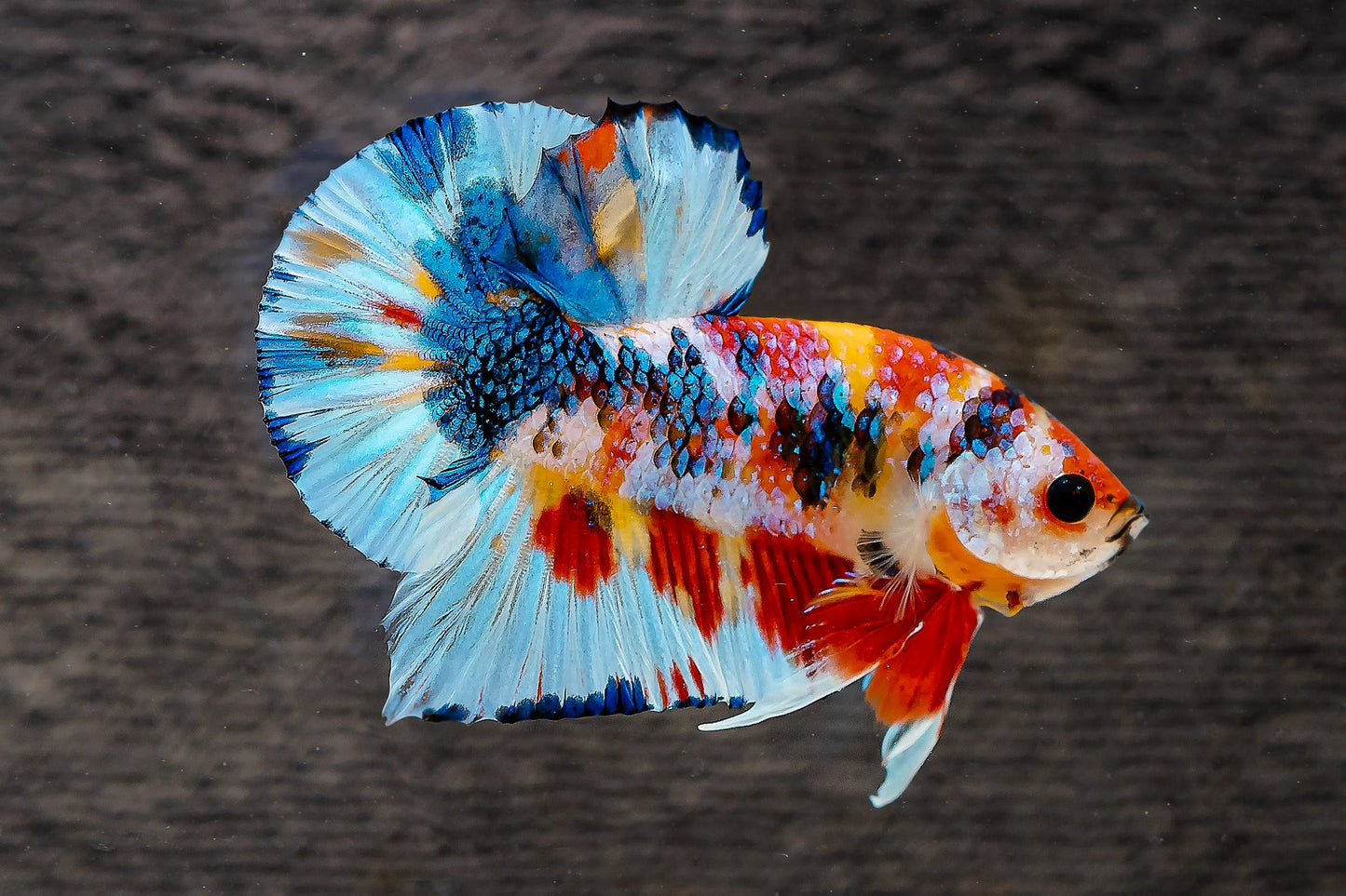 Multicolor Metallic Plakat Male Betta Fish | High Grade | Mystery Betta