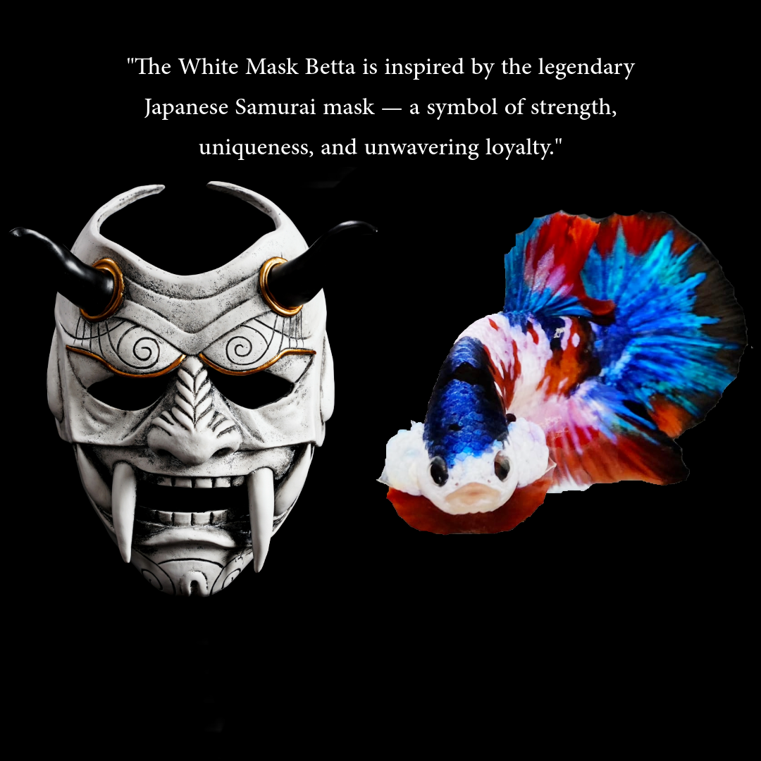 Multicolor White Mask Female Betta Fish | Rare Samurai-Inspired Beauty