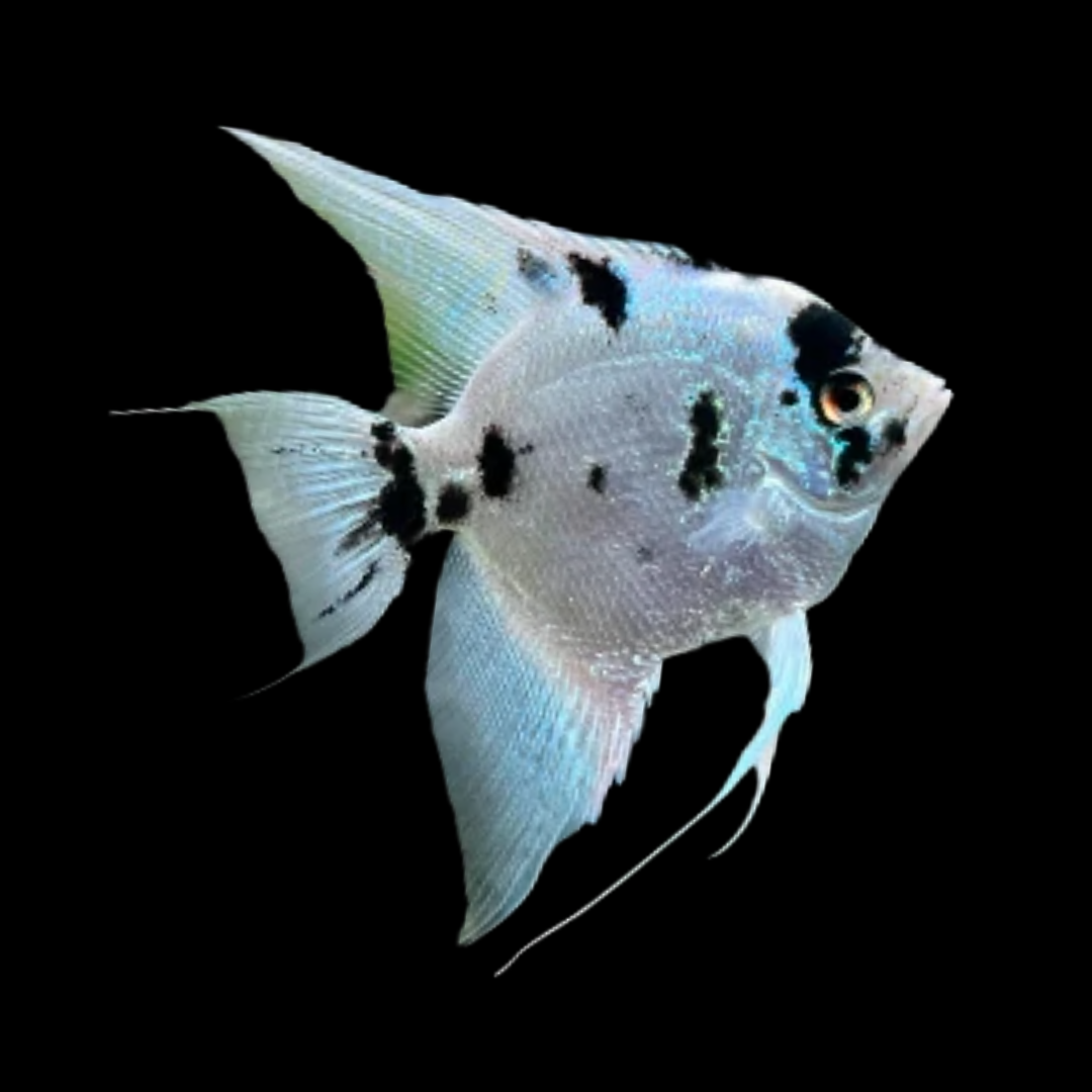 Panda Angelfish