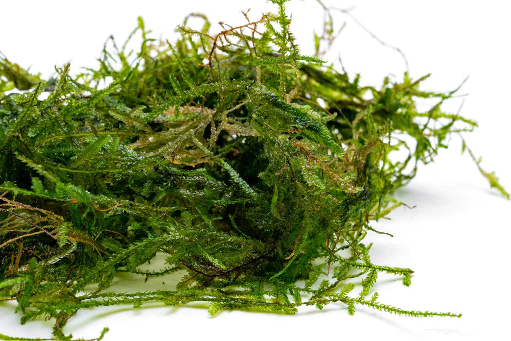 Peacock Moss