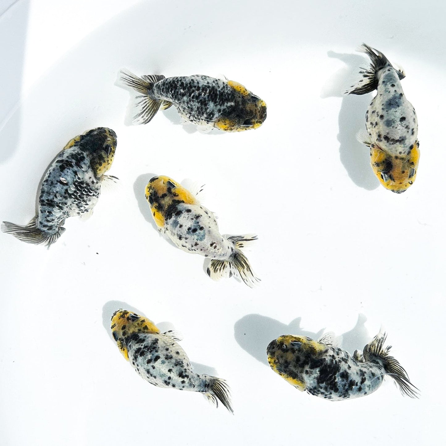 Pearl White Tiger Calico Ranchu Goldfish | Grower Pick