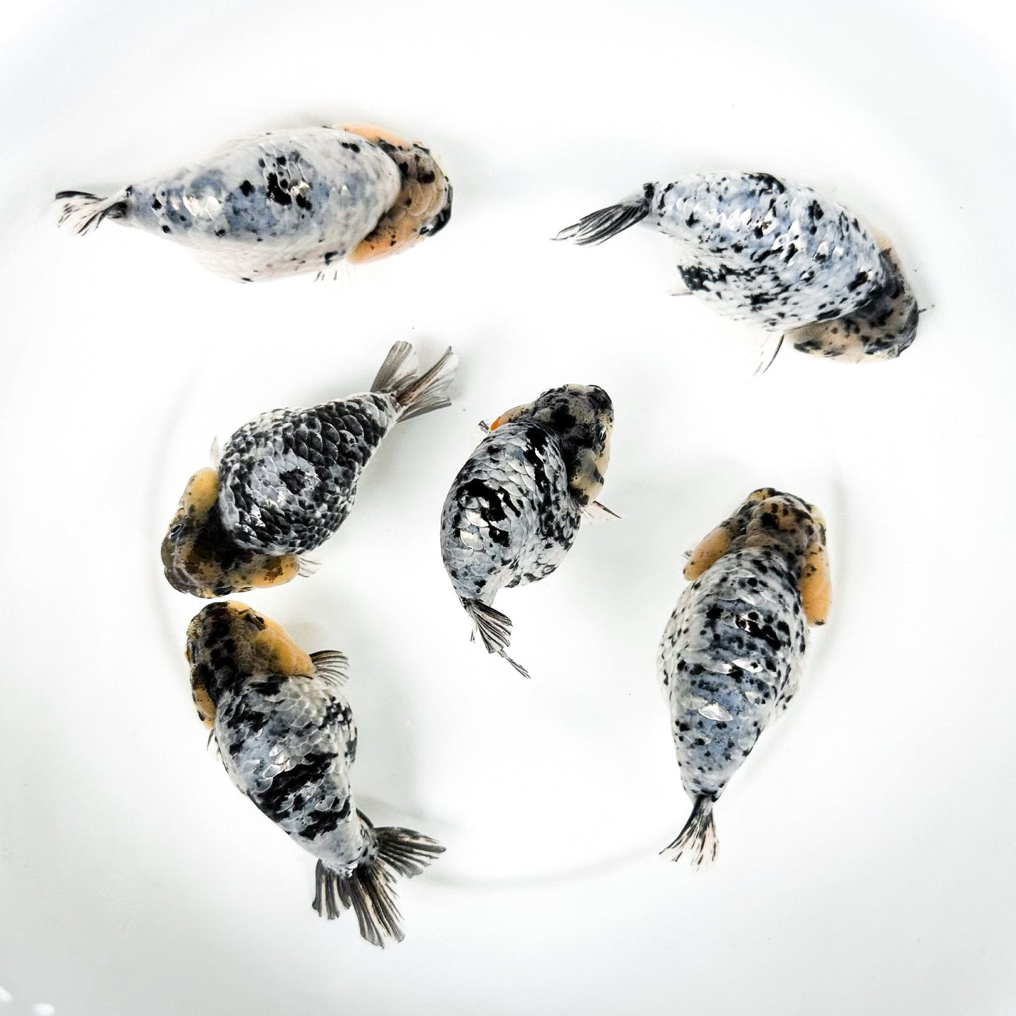 Pearl White Tiger Calico Ranchu Goldfish | Grower Pick